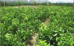 三紅蜜柚苗與紅心蜜柚苗廠家直銷，優(yōu)質(zhì)種苗批發(fā)供應(yīng)